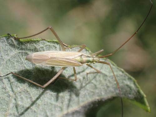 Réf. 304 533 : Megaloceroea recticornis